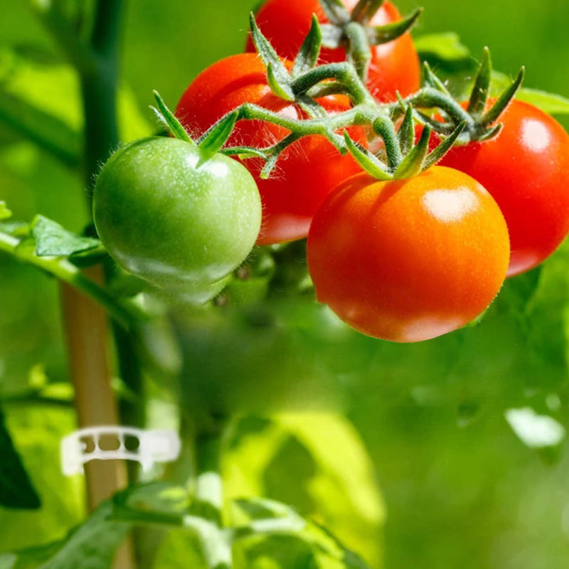 Plant Support Clips – Durable 7 cm Clear Clips for Tomatoes (Set of 10) 3