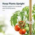 Tomatoes supported by a wooden stake with text 'Keep Plants Upright' and 'Perfect support for tomatoes and climbing stems.'